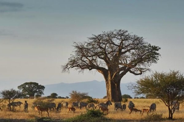 Escursione nel parco del Tarangire